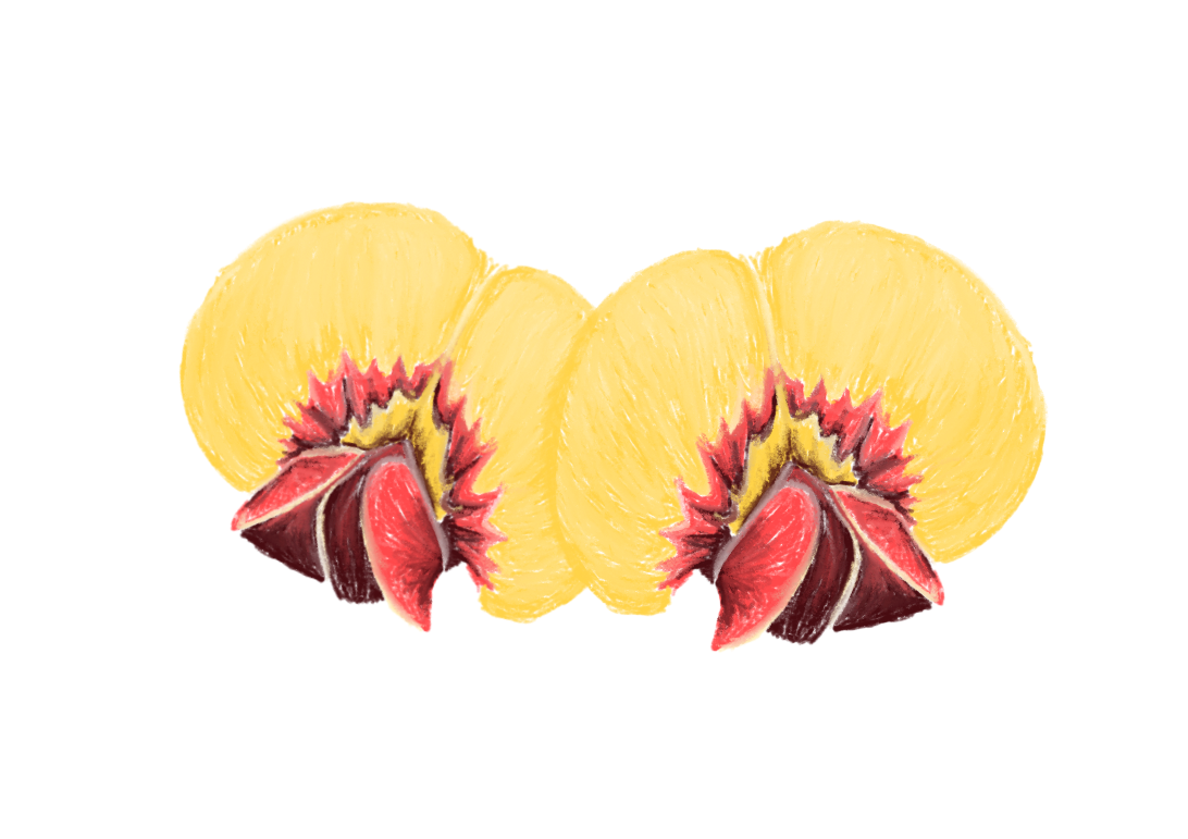 Taisla Wheelhouse-Jackson