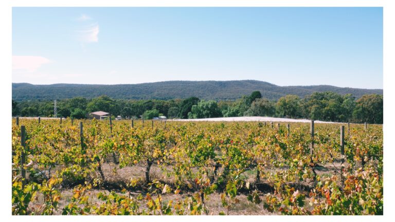 Grapevines at Red Edge Winery